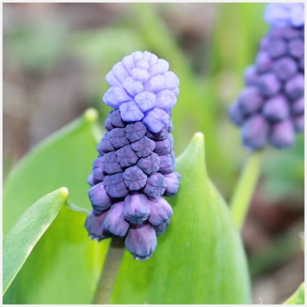 Muscari Latifolium 30 lg