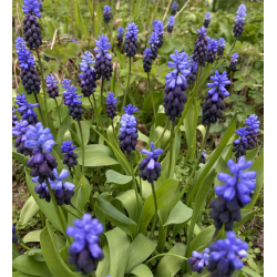 Muscari Latifolium 30 lg