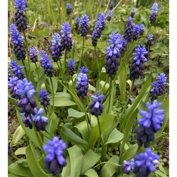 Muscari Latifolium 30 lg