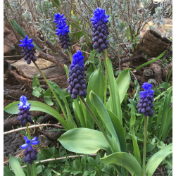 Muscari Latifolium 30 lg