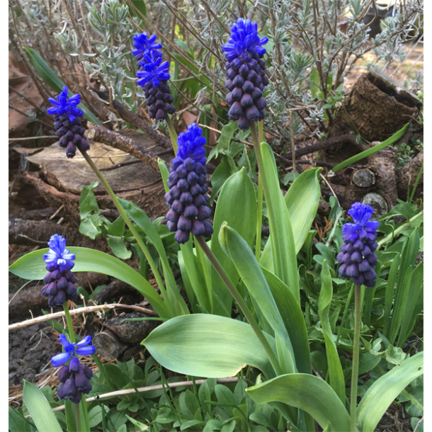 Muscari Latifolium 30 lg