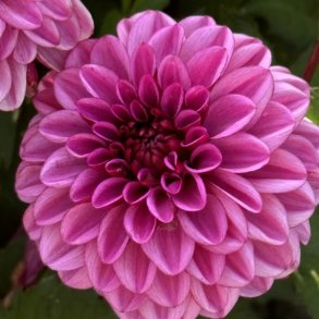Dahlia Laughing Lizzy