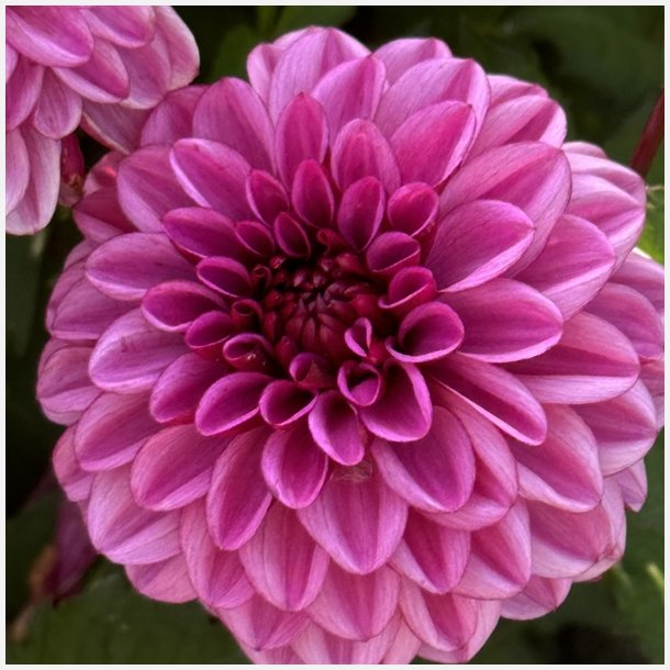 Dahlia Laughing Lizzy