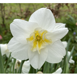 Narcis Lemon Beauty 5 lg