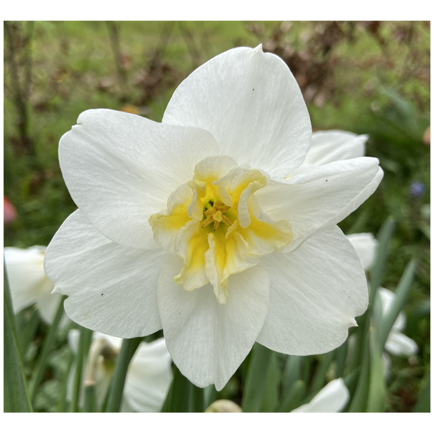 Narcis Lemon Beauty 5 lg