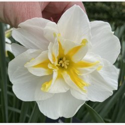 Narcis Lemon Beauty 5 lg