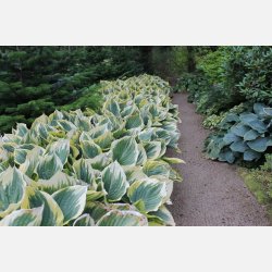 Hosta Liberty 