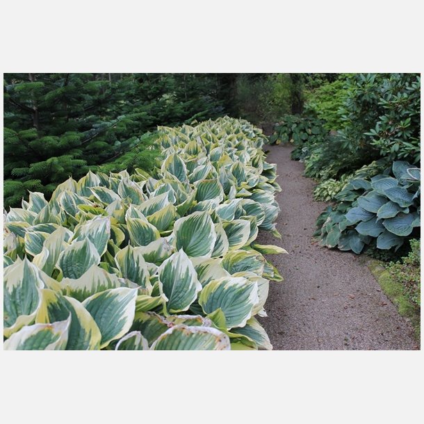 Hosta Liberty 