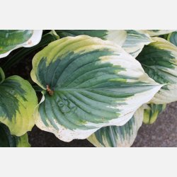 Hosta Liberty 