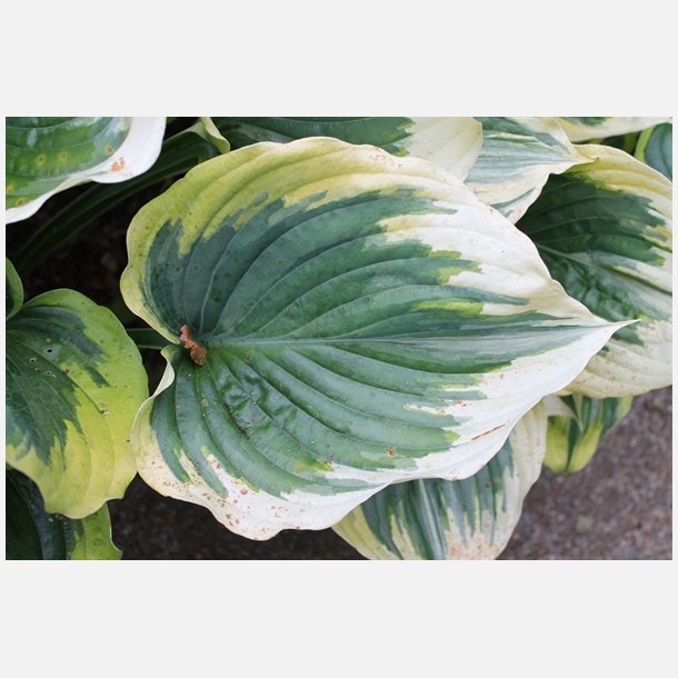 Hosta Liberty 
