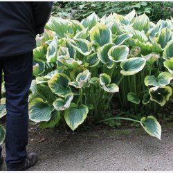 Hosta Liberty 