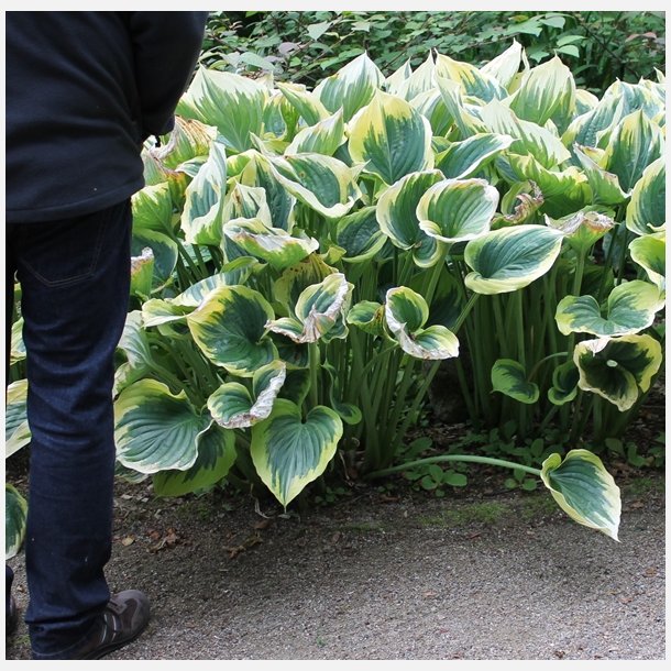 Hosta Liberty 