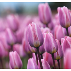 Tulipan Light and Dreamy 8 lg