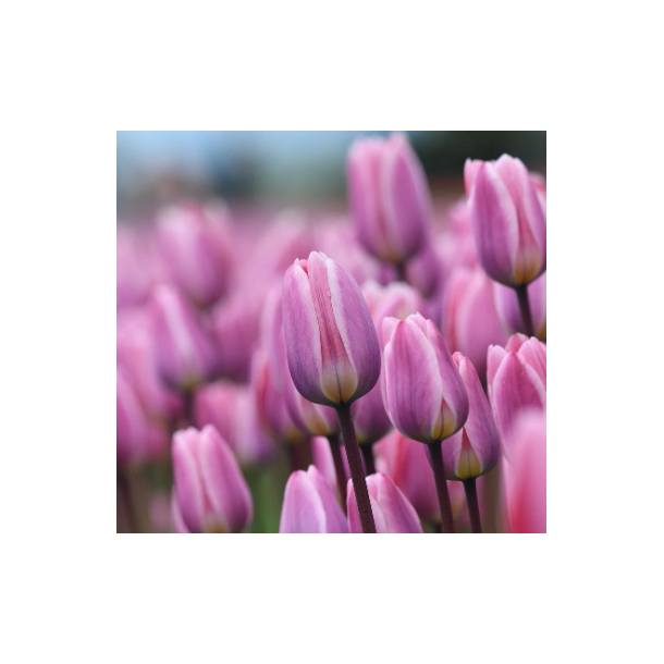 Tulipan Light and Dreamy 8 lg