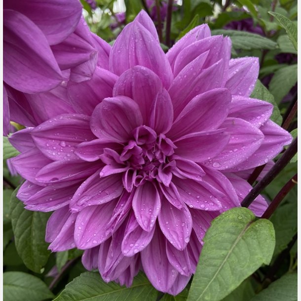 Dahlia Lilac Time 1 stk