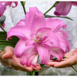 Lilje Lotus Elegance