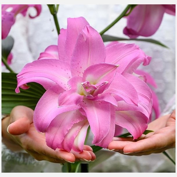 Lilje Lotus Elegance 