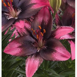 Lilje Trendy Santo Domingo