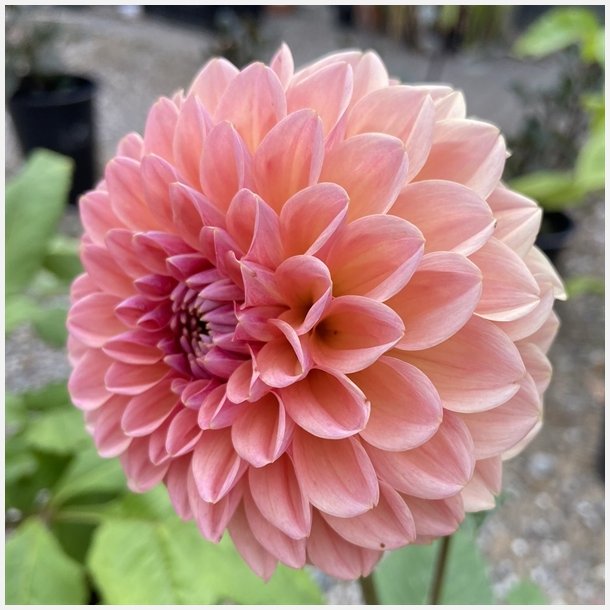 Dahlia Linda's Baby 