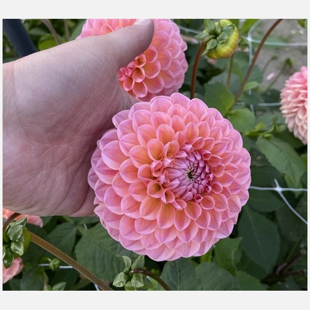 Dahlia Linda's Baby 