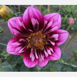 Dahlia Liquid Desire 