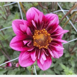 Dahlia Liquid Desire 