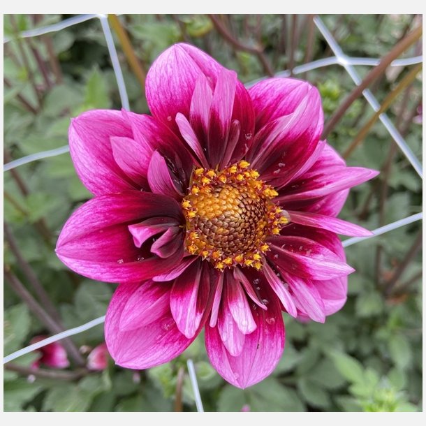 Dahlia Liquid Desire 