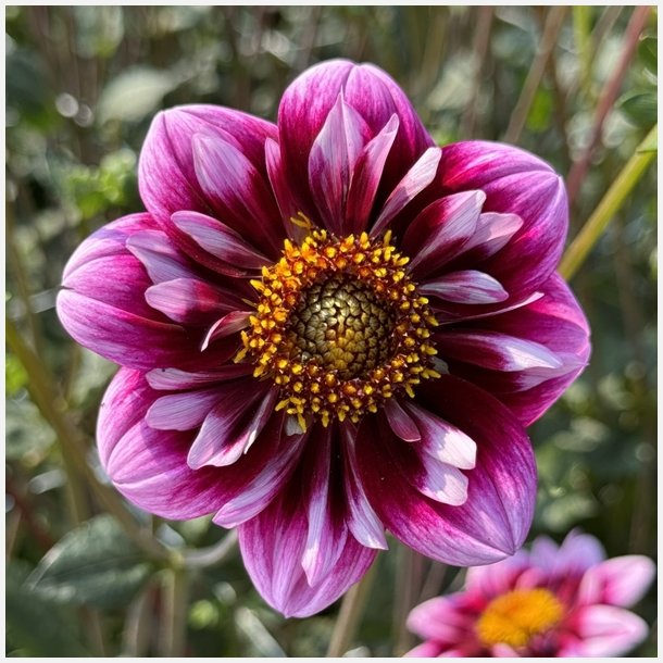 Dahlia Liquid Desire 