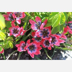 Tulipan Little Beauty 20 lg