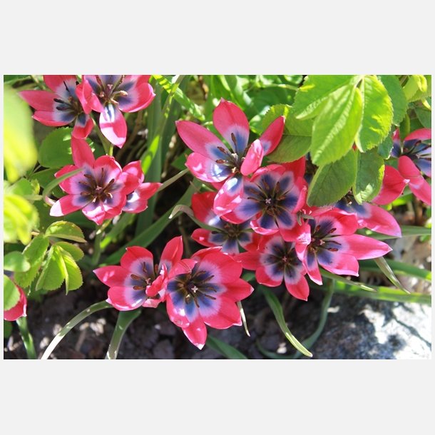 Tulipan Little Beauty 20 lg