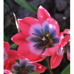 Tulipan Little Beauty 20 lg