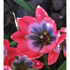 Tulipan Little Beauty 15 lg