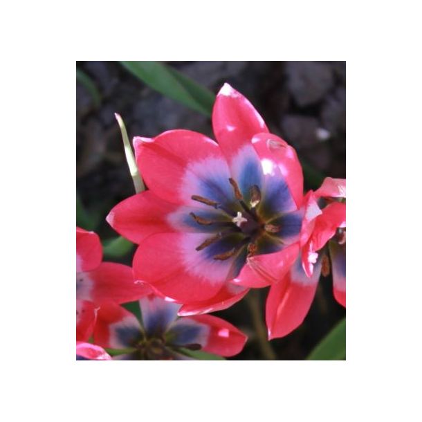 Tulipan Little Beauty 8 lg