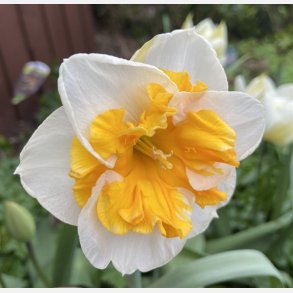 Narcis Love Call 5 lg