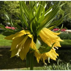 Kejserkrone Lutea 1 lg