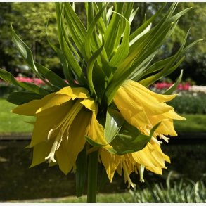 Kejserkrone Lutea 1 l�g