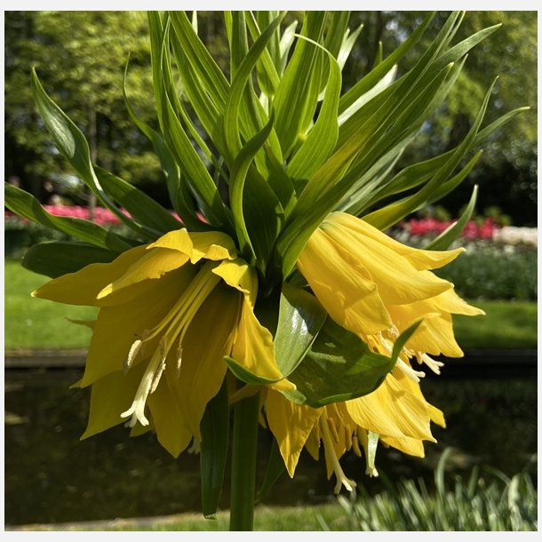 Kejserkrone Lutea 1 lg