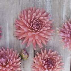 Dahlia Madeleine