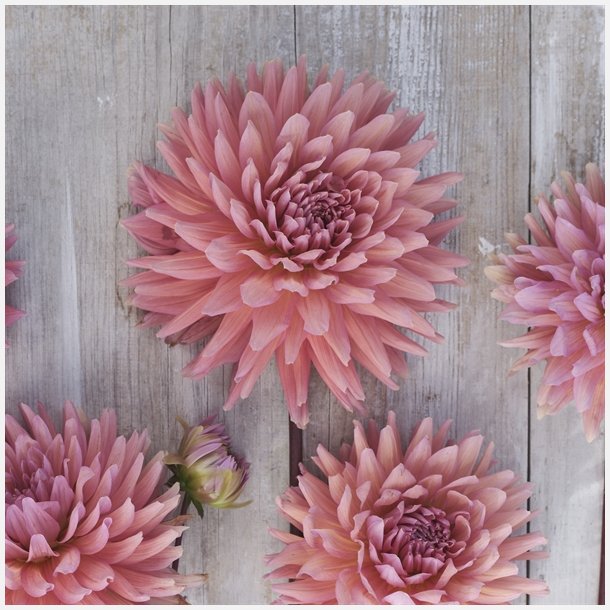 Dahlia Madeleine