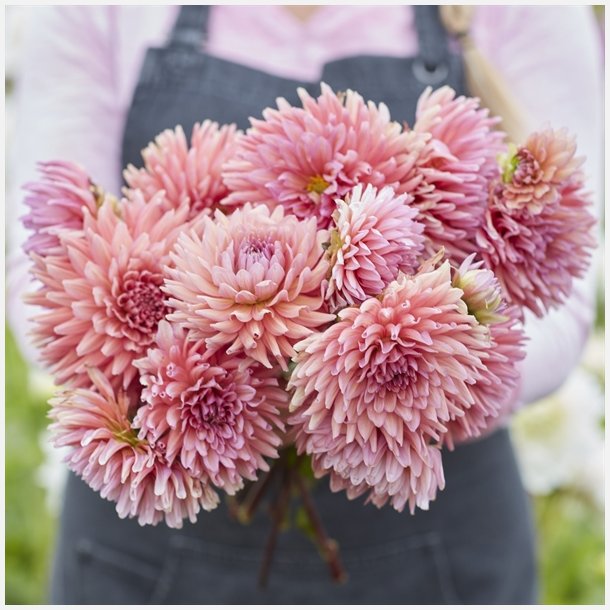 Dahlia Madeleine