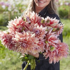 Dahlia Mango Madness