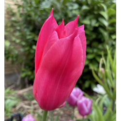 Tulipan Mariette 6 lg