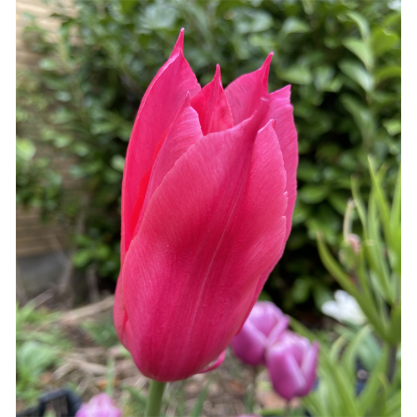 Tulipan Mariette 6 lg