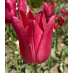 Tulipan Mariette 6 lg