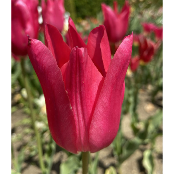 Tulipan Mariette 6 lg