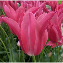 Tulipan Mariette 6 lg