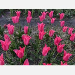 Tulipan Mariette 6 lg