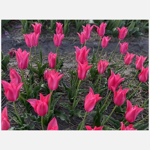 Tulipan Mariette 6 lg