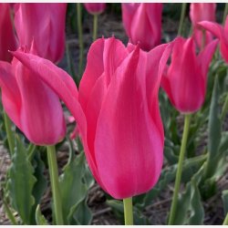 Tulipan Mariette 6 lg