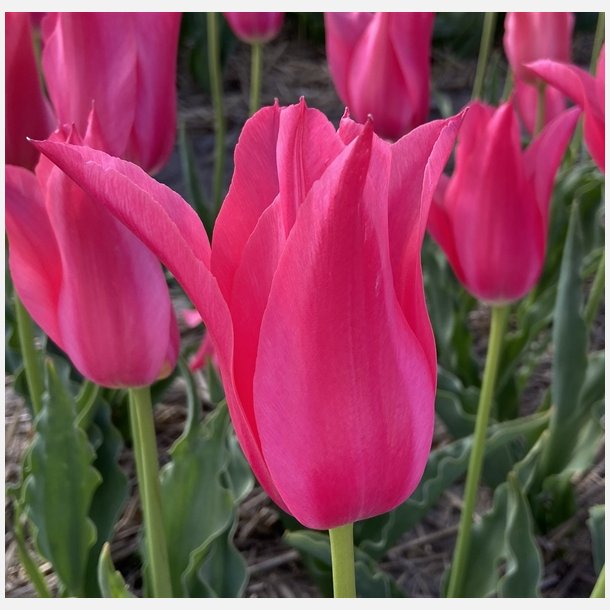 Tulipan Mariette 6 lg